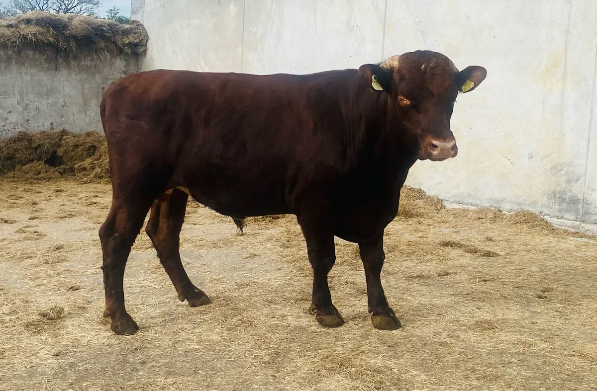 Dairy Shorthorn Bull - Image 1