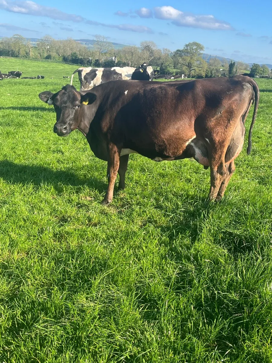 Xbred heifers wanted