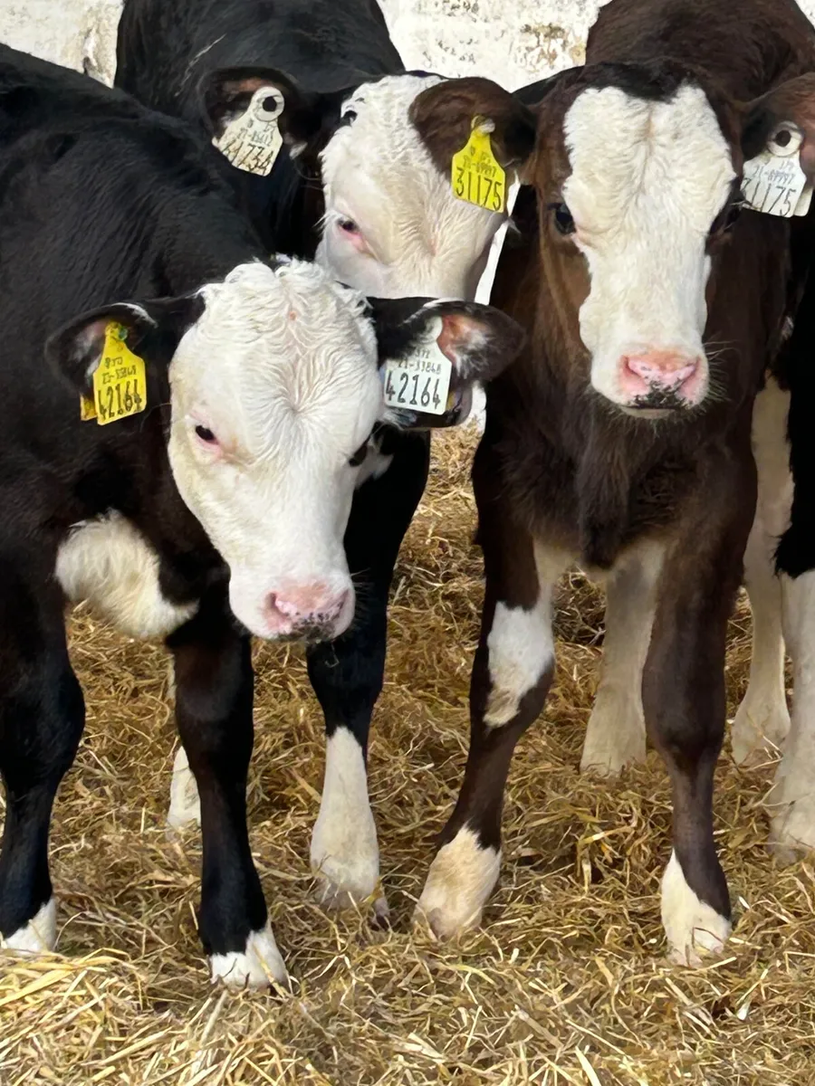 5 TOP QUALITY HEIFER CALVES - Image 1