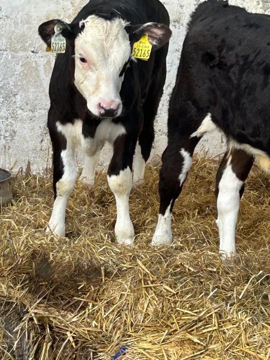 5 TOP QUALITY HEIFER CALVES - Image 3