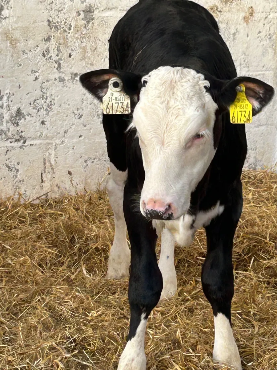 5 TOP QUALITY HEIFER CALVES - Image 4