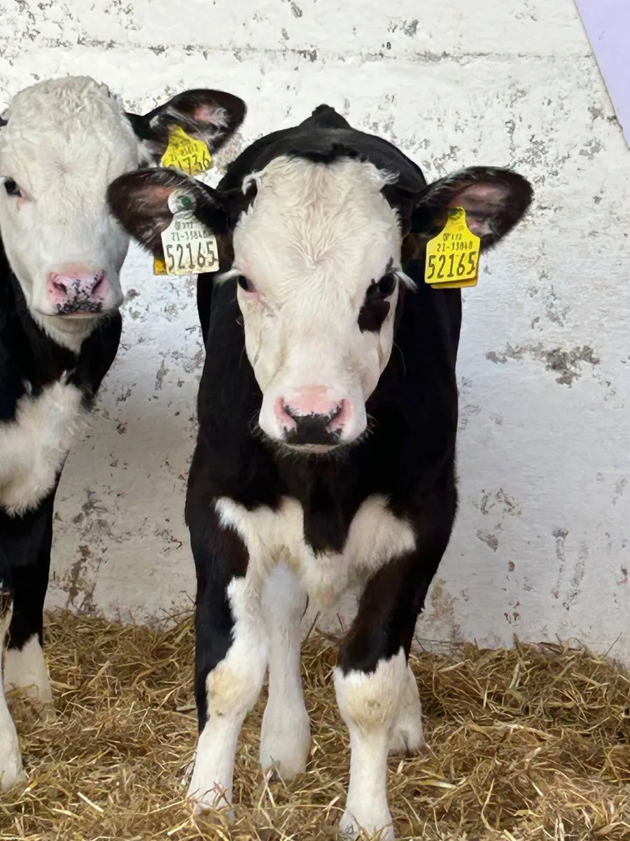 5 TOP QUALITY HEIFER CALVES - Image 2
