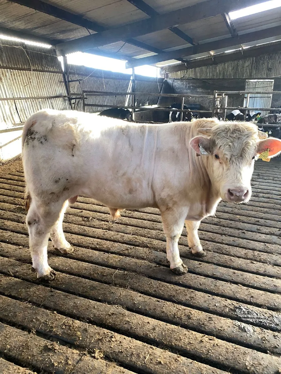 BEEF BULLS - BANDON MART THUR 30TH APRIL - Image 1