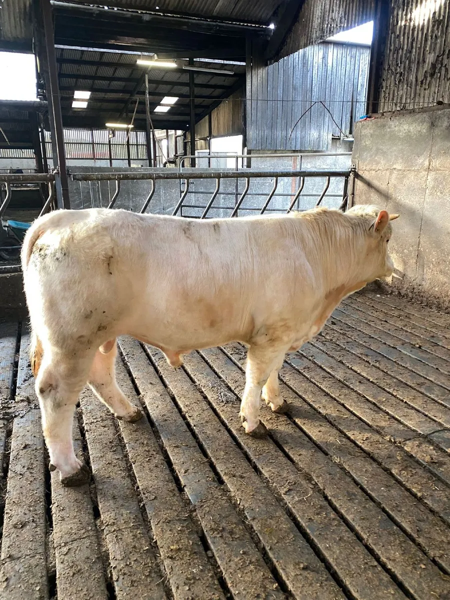 BEEF BULLS - BANDON MART THUR 30TH APRIL - Image 2