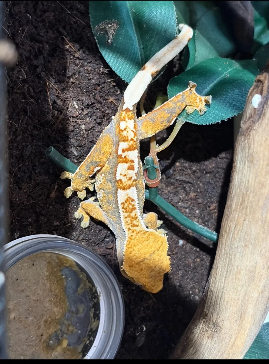 Crested Gecko - Image 1