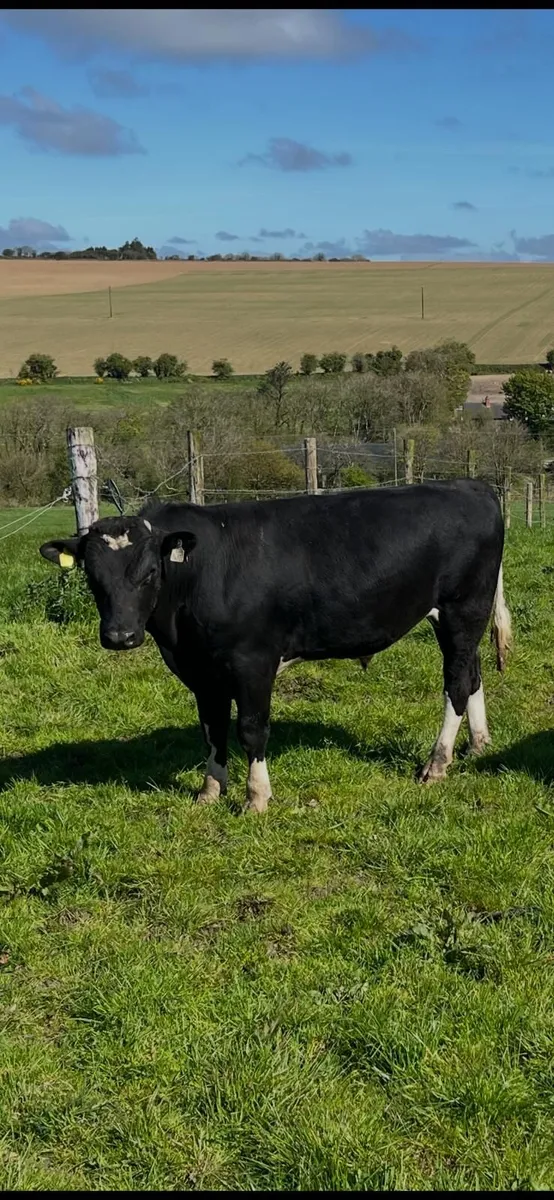 BEEF BULLS - BANDON MART THUR 30TH APRIL - Image 3