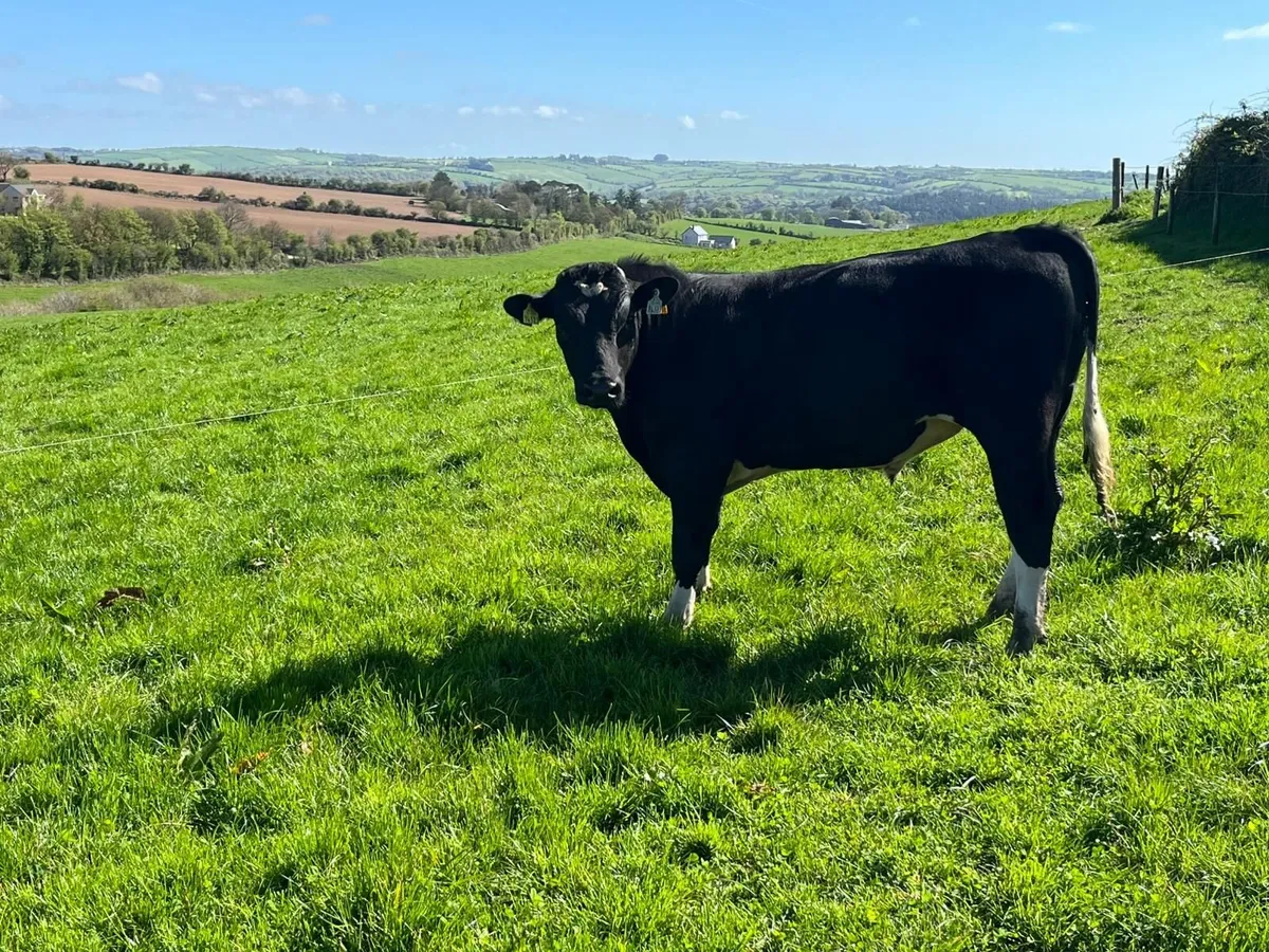 BEEF BULLS - BANDON MART THUR 30TH APRIL - Image 4