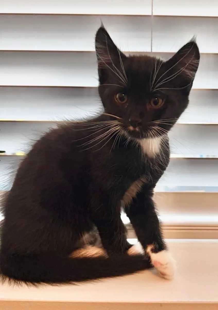 Kittens - Dublin 15 - Image 2