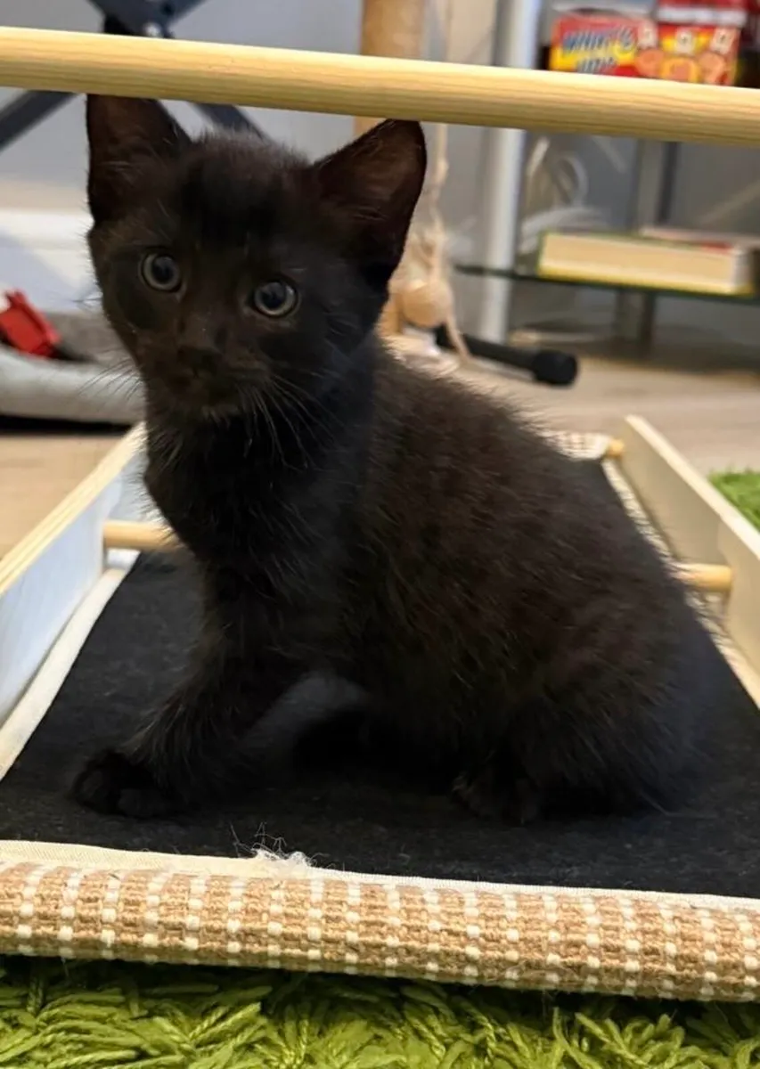 Kittens - Dublin 15 - Image 1