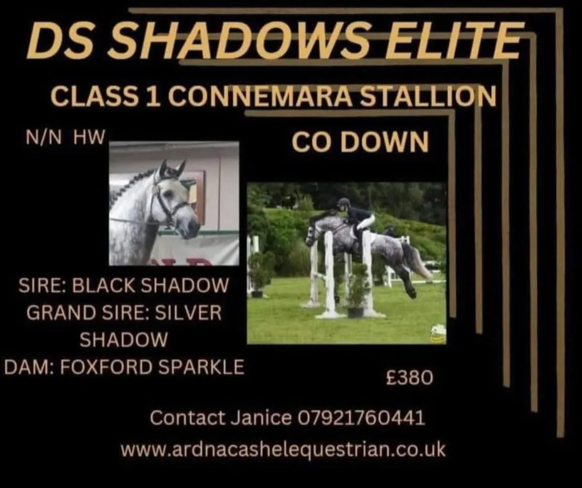 Connemara Irish Draught Stallions for Stud - Image 1