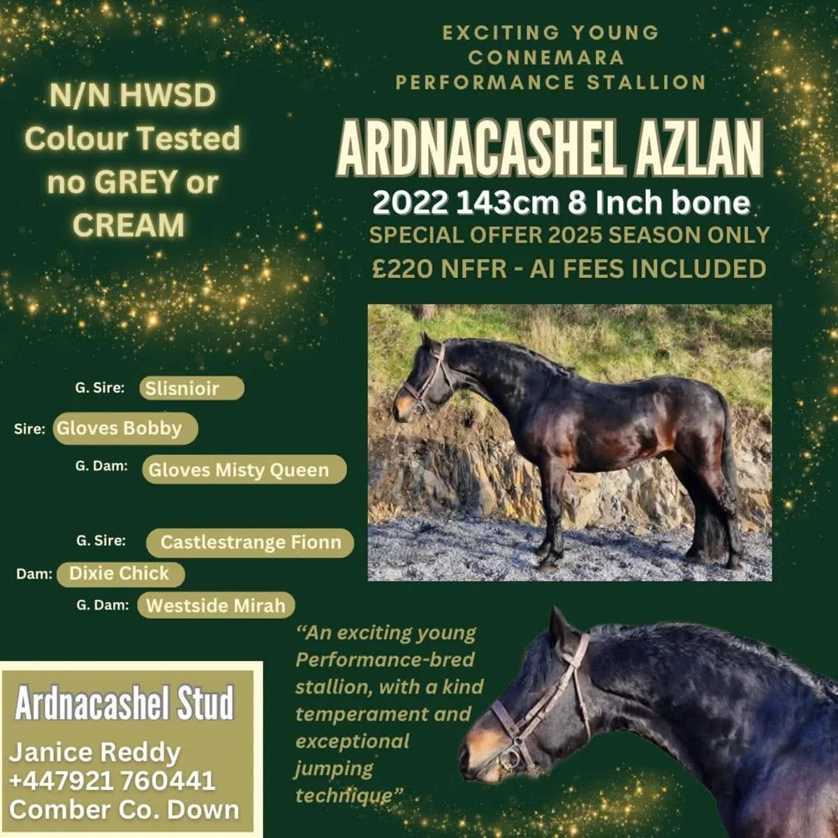 Connemara Irish Draught Stallions for Stud - Image 2