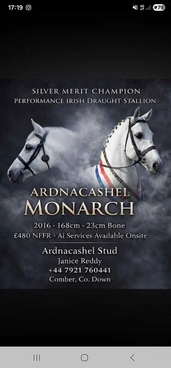 Connemara Irish Draught Stallions for Stud - Image 3