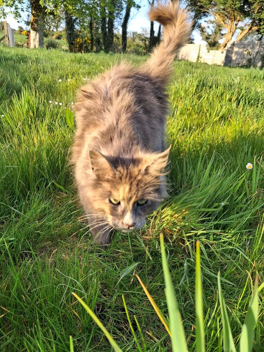 Maincoon x Cross kittens - Image 4