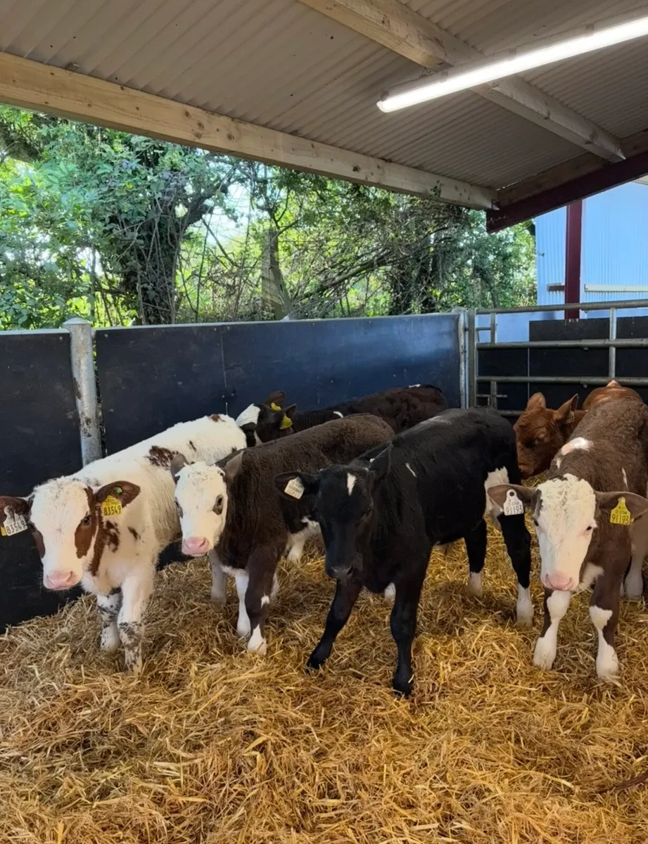 10 super grass calves no milk required ✅🔥 - Image 2