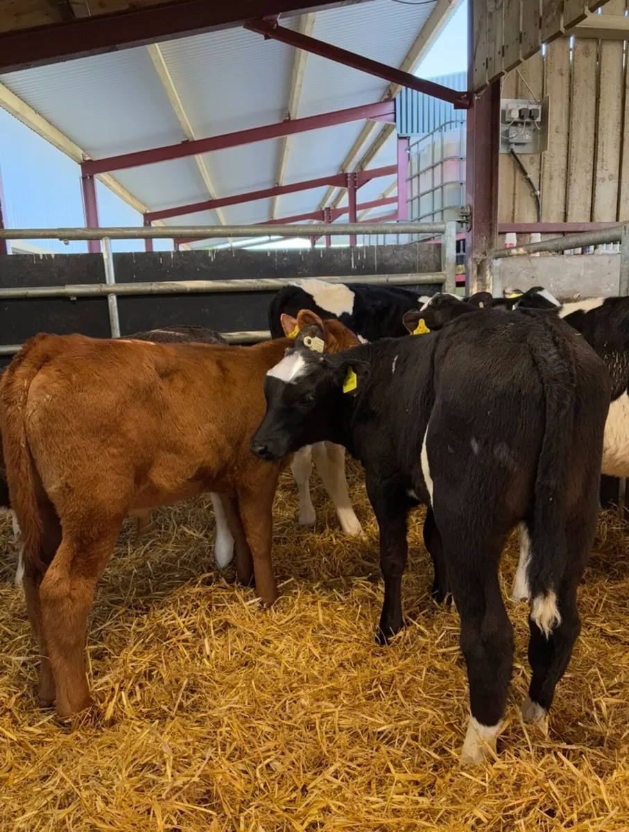 10 super grass calves no milk required ✅🔥 - Image 3