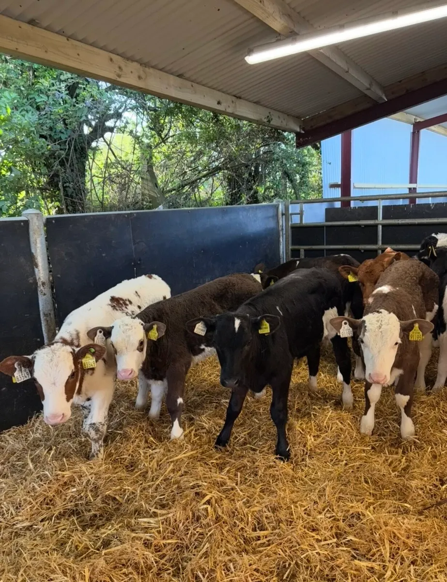 10 super grass calves no milk required ✅🔥 - Image 4