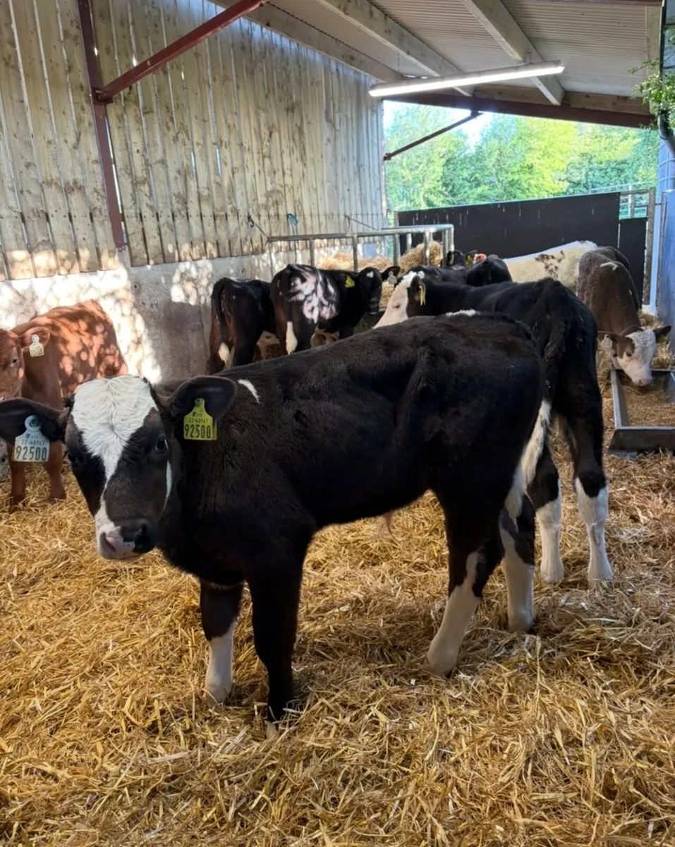 10 super grass calves no milk required ✅🔥 - Image 1