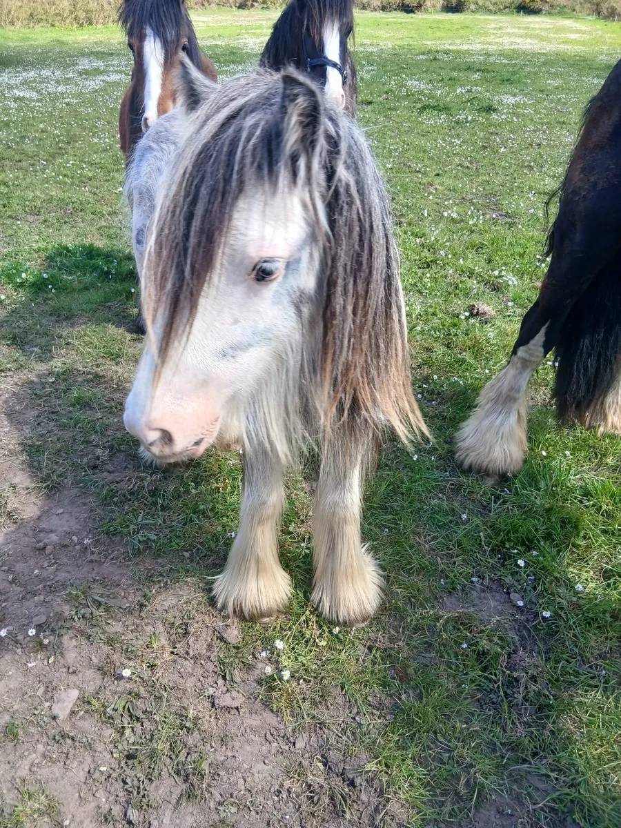 2yo gelding to make lovely child's pony - Image 2