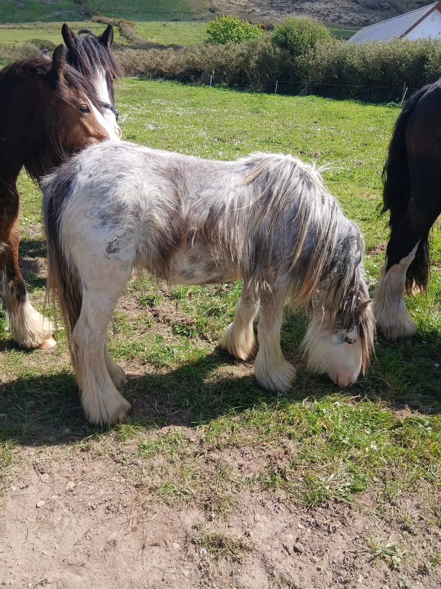 2yo gelding to make lovely child's pony - Image 1