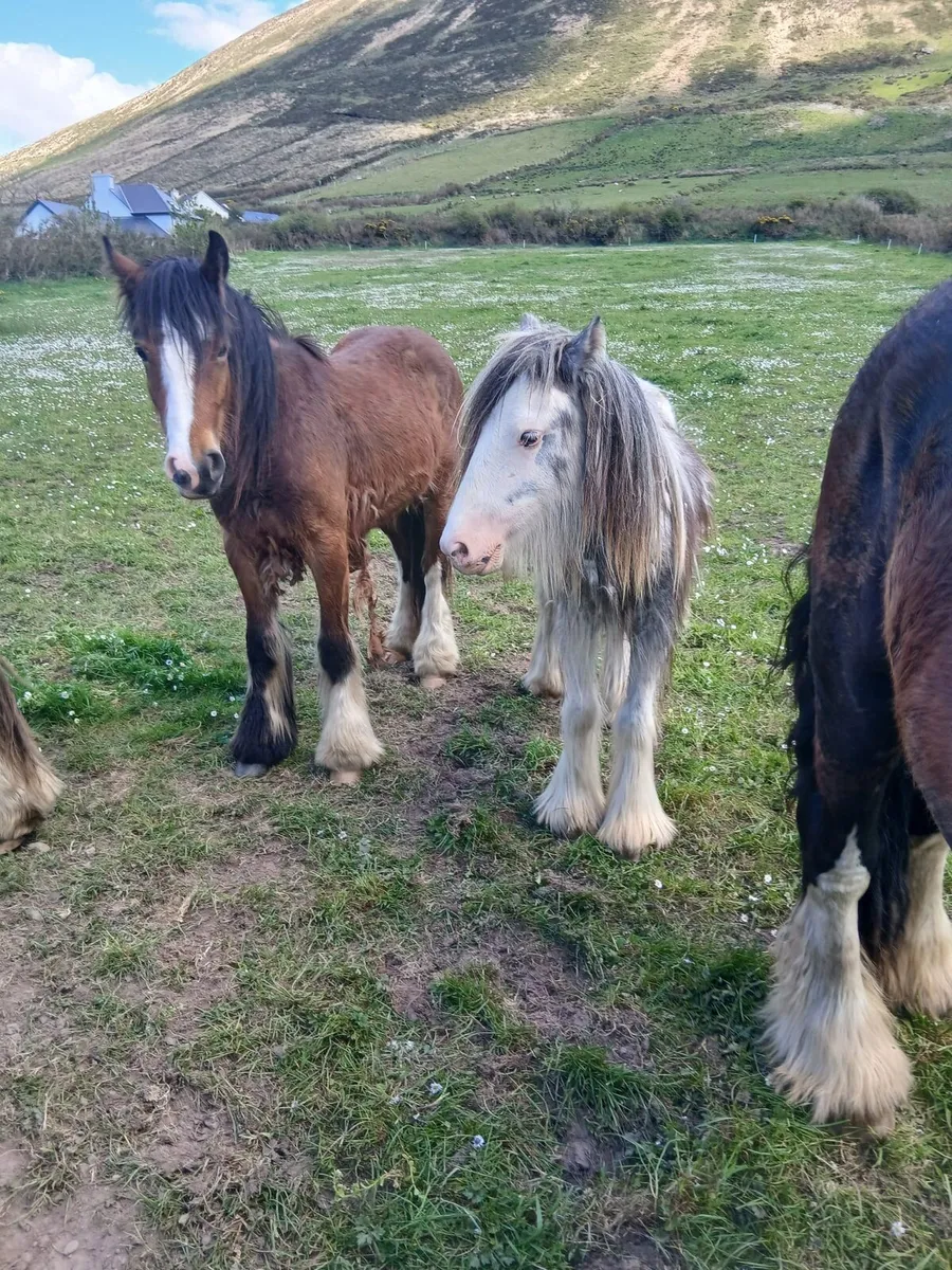 2yo gelding to make lovely child's pony - Image 3