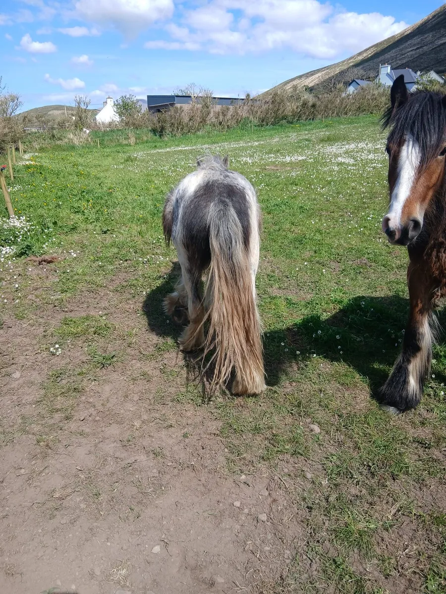 2yo gelding to make lovely child's pony - Image 4
