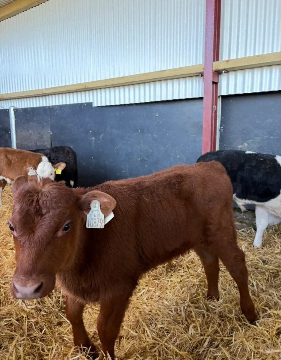 10 top quality 6 week old bull calves 🔥🔥 - Image 2