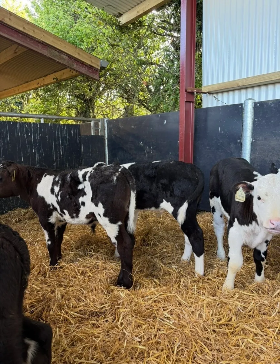 10 top quality 6 week old bull calves 🔥🔥 - Image 3