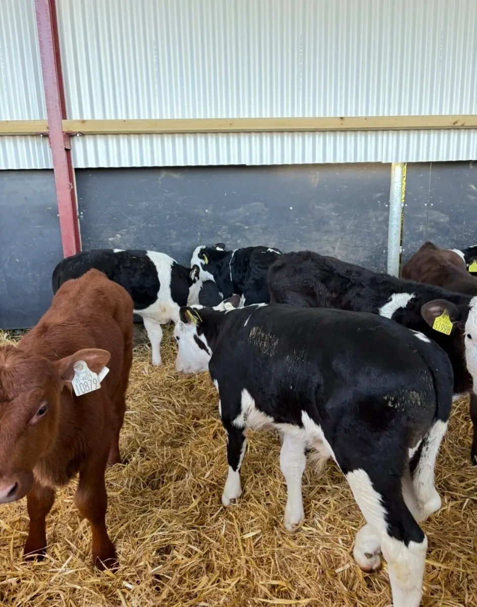 10 top quality 6 week old bull calves 🔥🔥 - Image 4