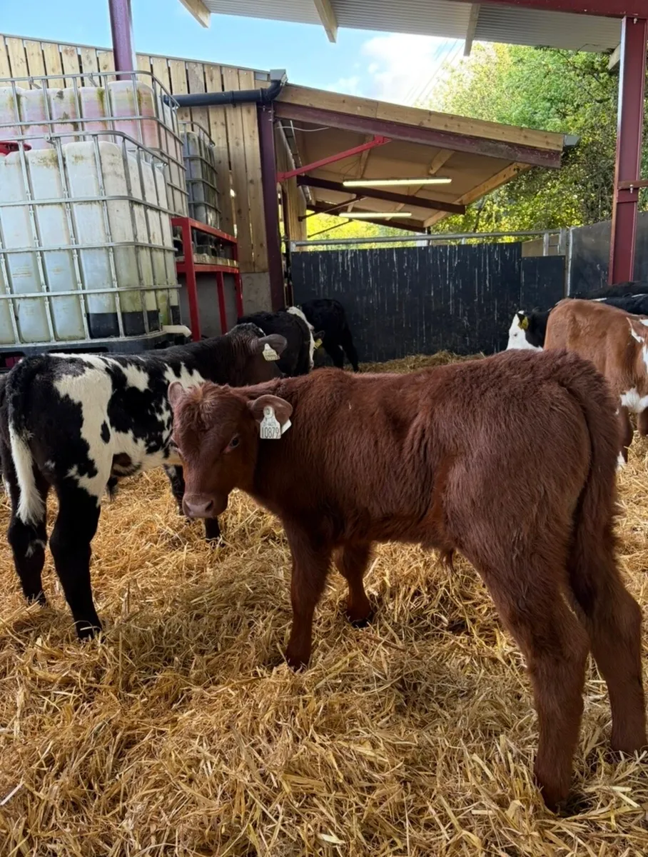 10 top quality 6 week old bull calves 🔥🔥 - Image 1