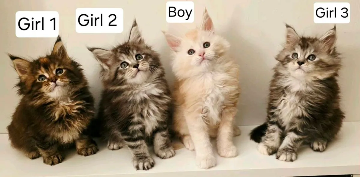 TICA REGISTERED pure breed Maine Coon - Image 1