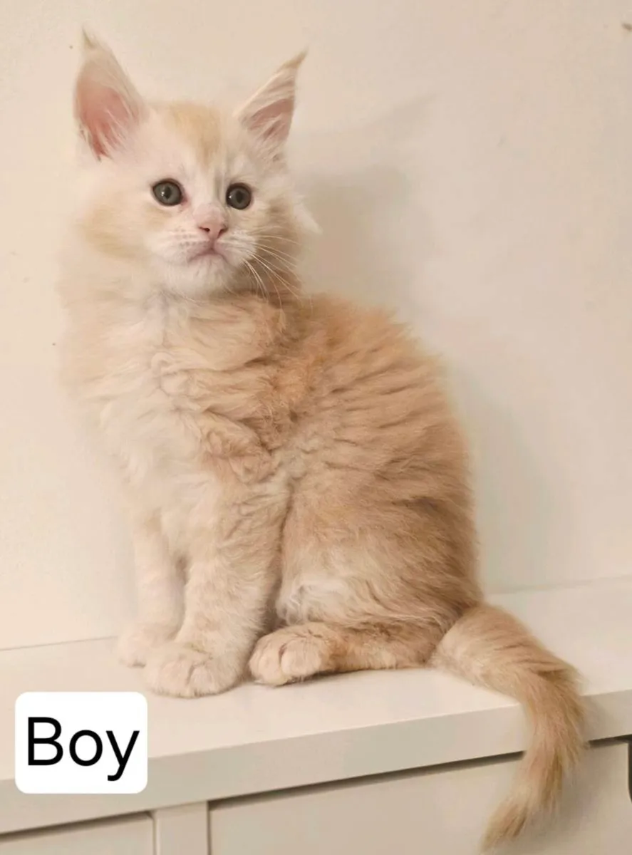 TICA REGISTERED pure breed Maine Coon - Image 2