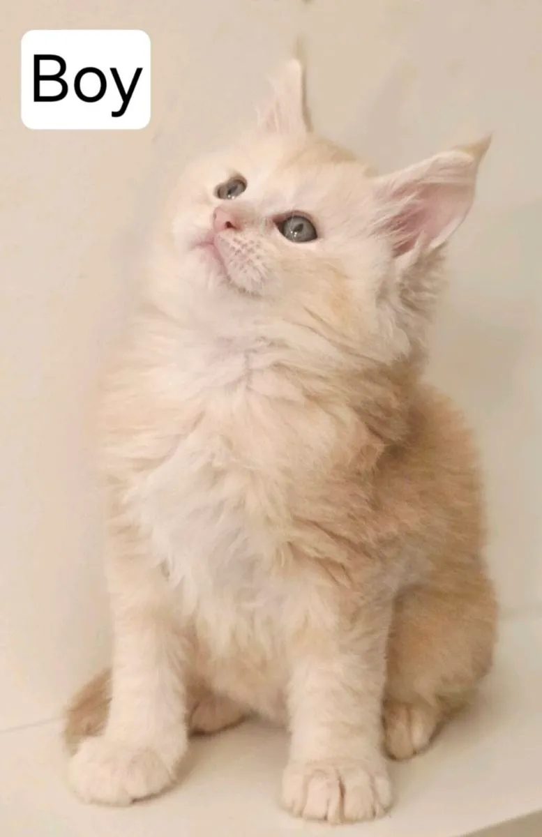 TICA REGISTERED pure breed Maine Coon - Image 3