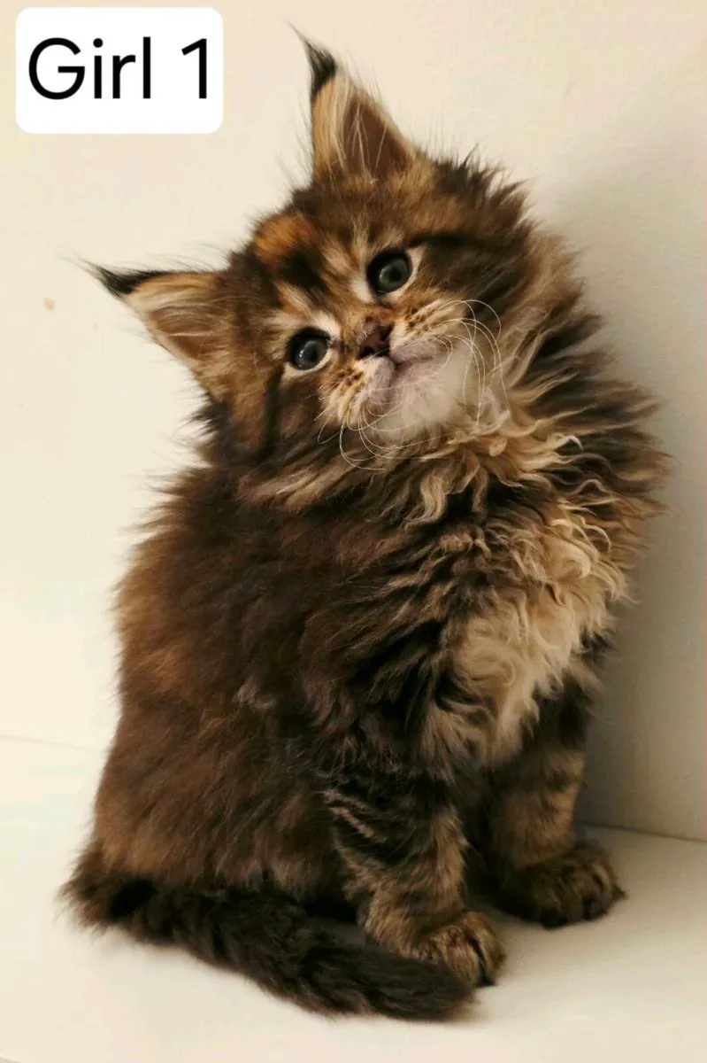 TICA REGISTERED pure breed Maine Coon - Image 4