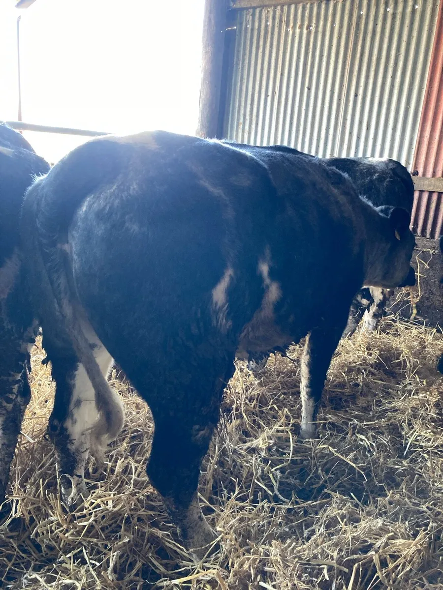 ⭐️ BBX Heifers ⭐️ - Image 1