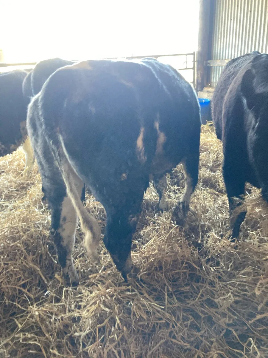 ⭐️ BBX Heifers ⭐️ - Image 3