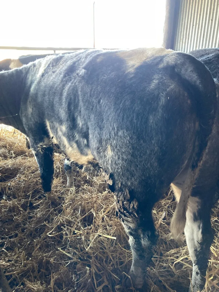 ⭐️ BBX Heifers ⭐️ - Image 4