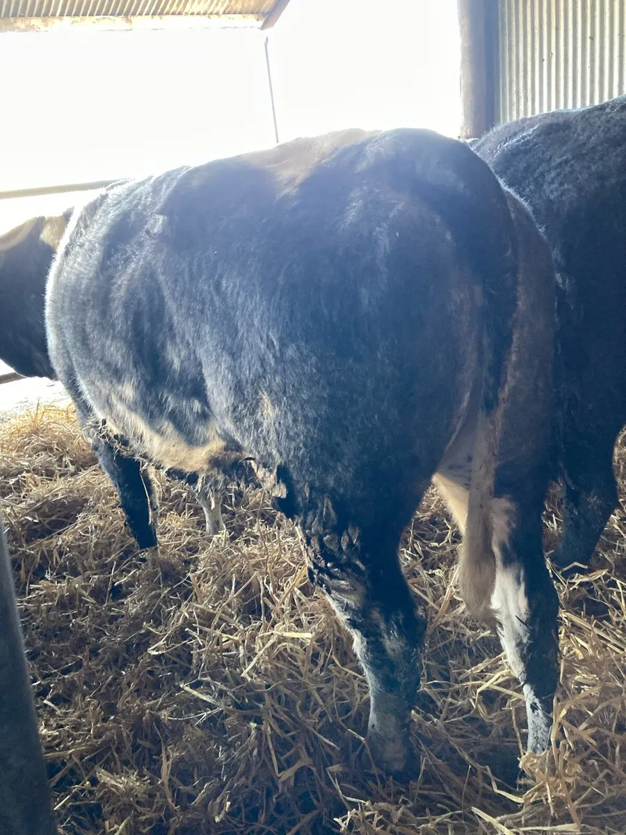 ⭐️ BBX Heifers ⭐️ - Image 2