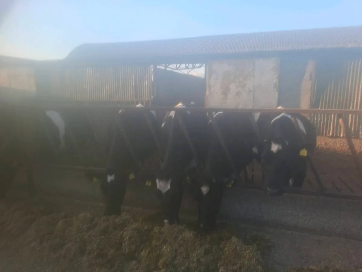 8 Incalf cows - Image 4