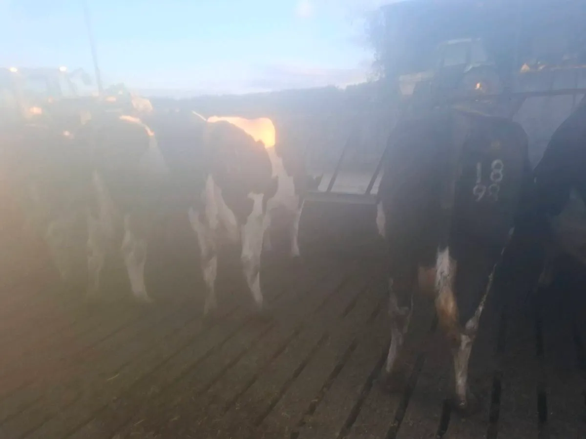 8 Incalf cows - Image 1