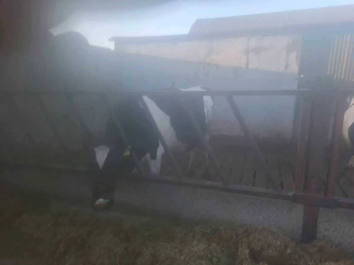 8 Incalf cows - Image 2