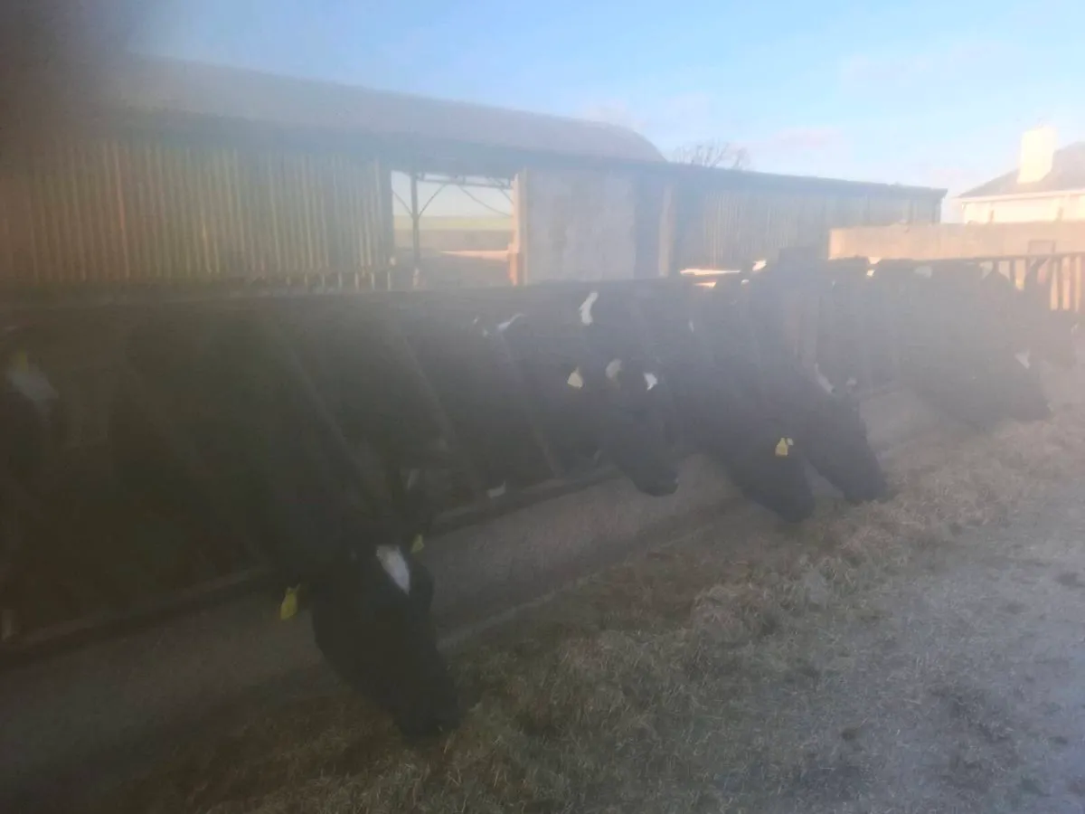 8 Incalf cows - Image 3