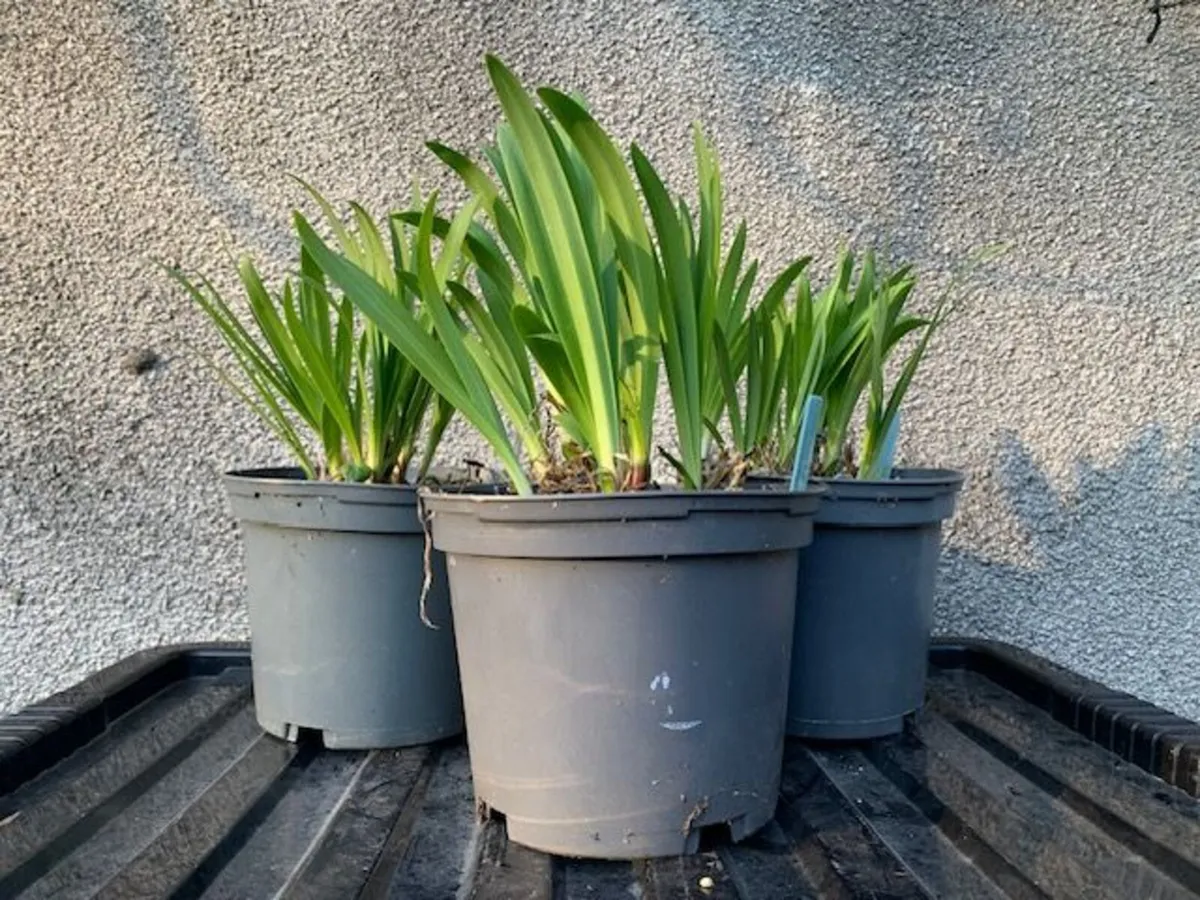 Large blue garden pot - Image 4