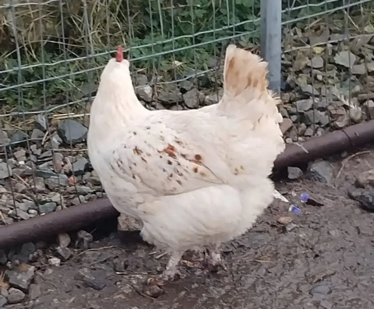 Point of Lay Young Hens & Heritage Duo - Image 2