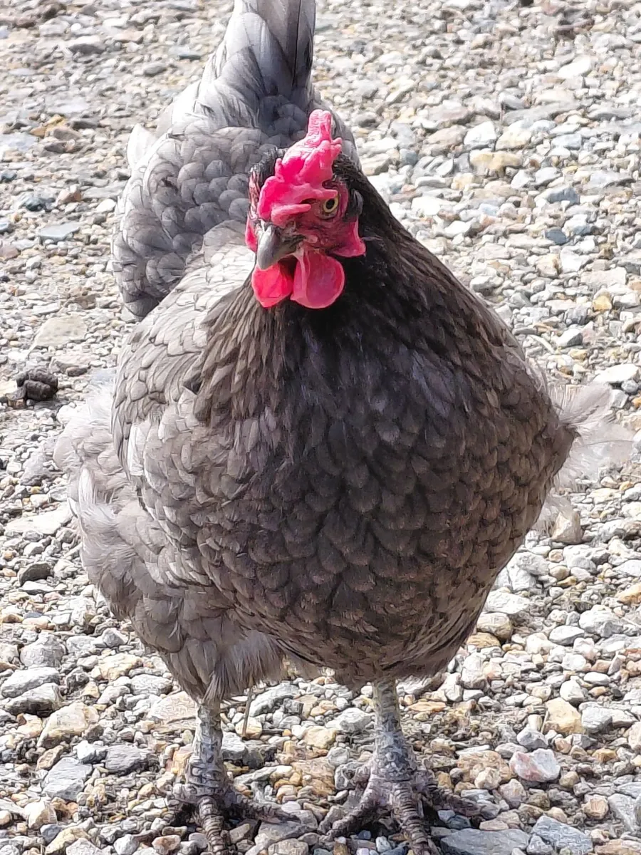 Point of Lay Young Hens & Heritage Duo - Image 1