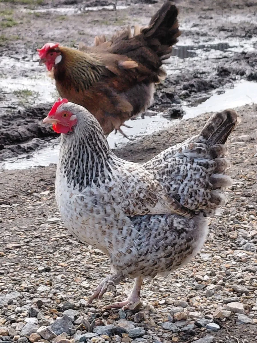 Point of Lay Young Hens & Heritage Duo - Image 4
