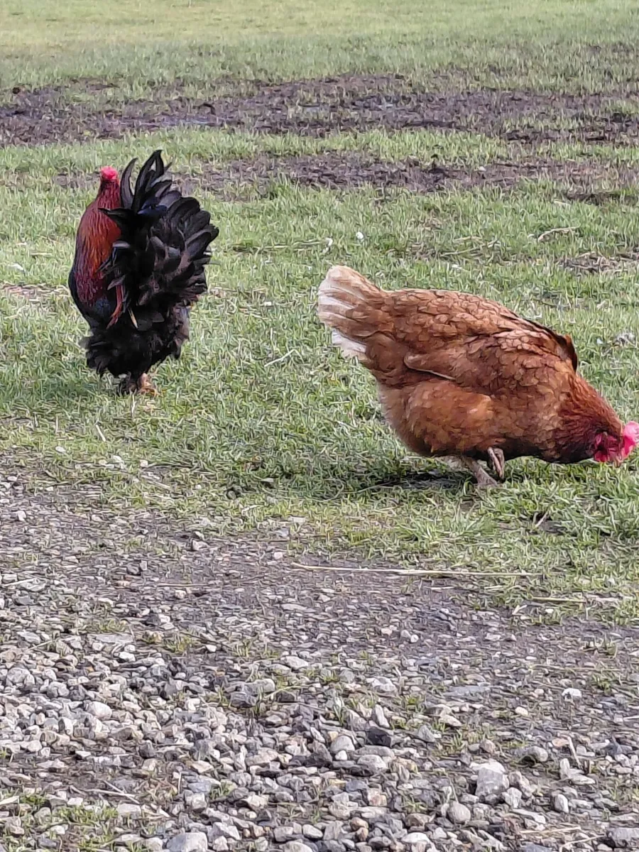 Point of Lay Young Hens & Heritage Duo - Image 3