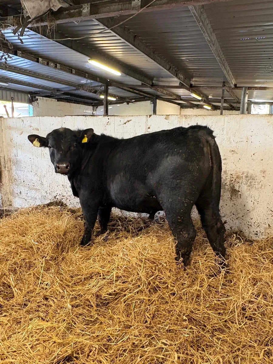 ANGUS BULLS FOR SALE - Image 3