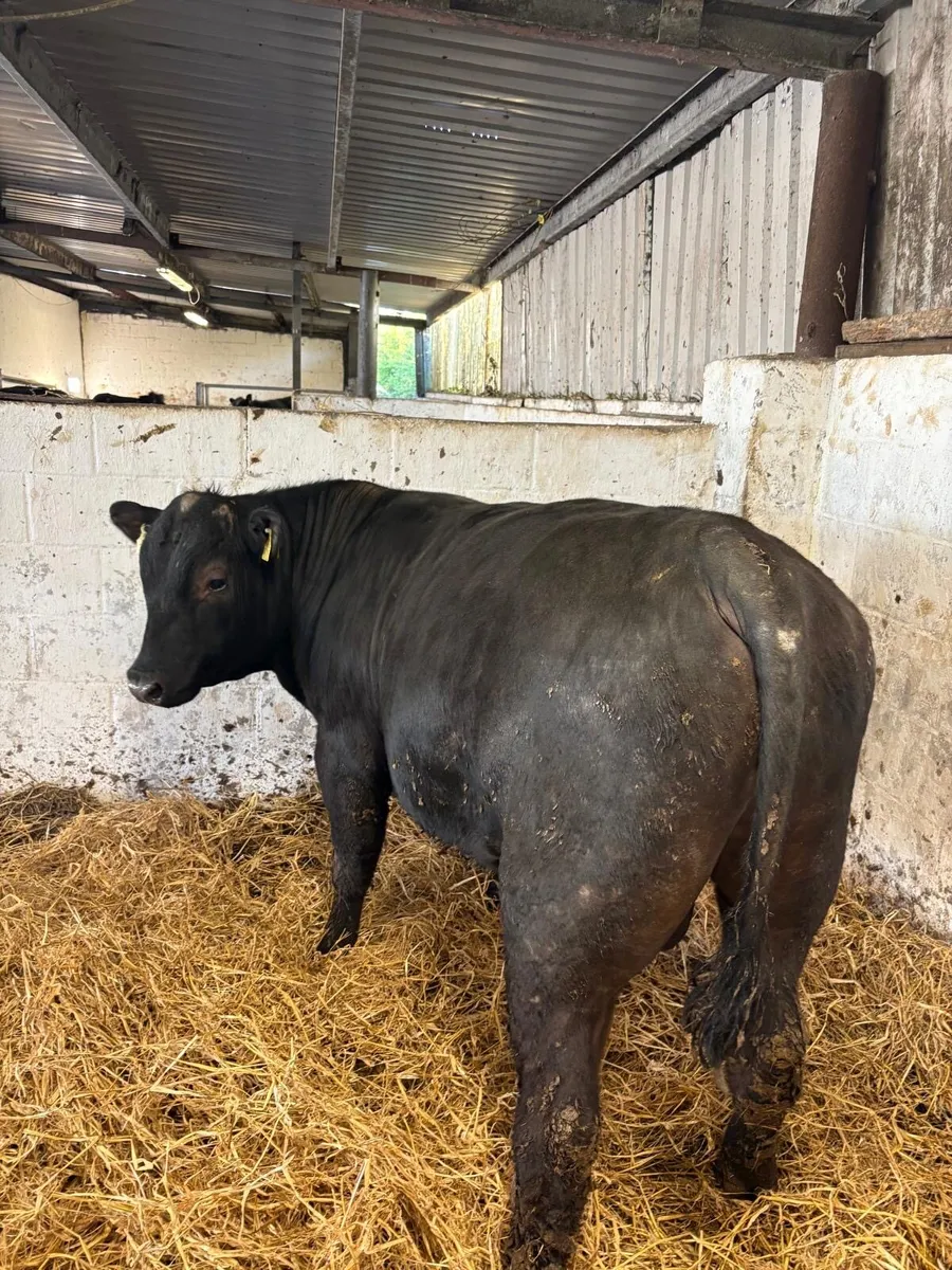 ANGUS BULLS FOR SALE - Image 1