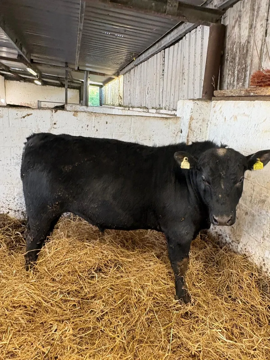 ANGUS BULLS FOR SALE - Image 2