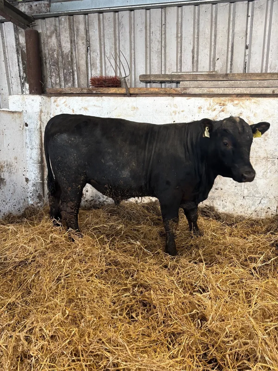 ANGUS BULLS FOR SALE - Image 4